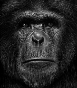 Ape