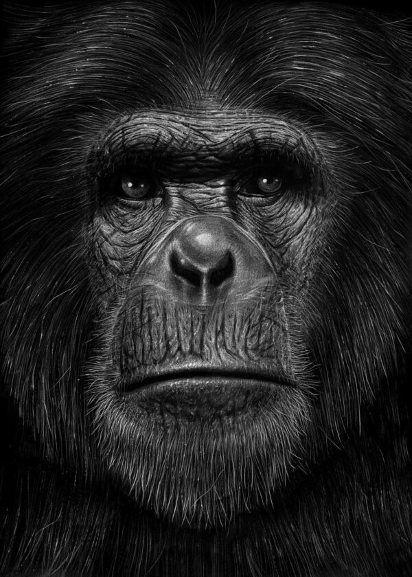 Ape