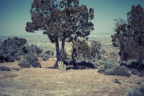 Desert II