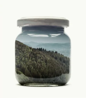 Jarred Mountain Forest (Bergen Edition)