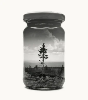 Jarred Old Tjikko