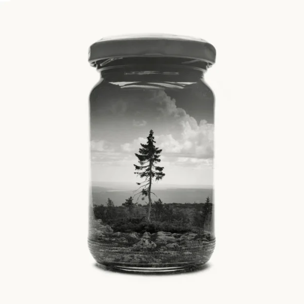 Jarred Old Tjikko