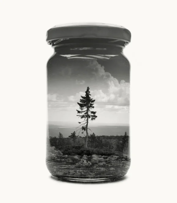 Jarred Old Tjikko
