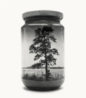 Jarred Tree