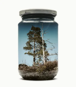 Jarred Couple of Pines
