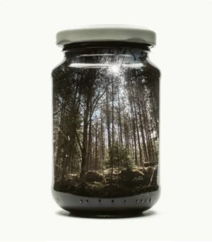 Jarred Pine Forest