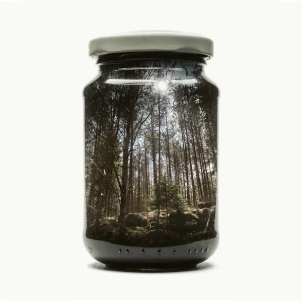 Jarred Pine Forest