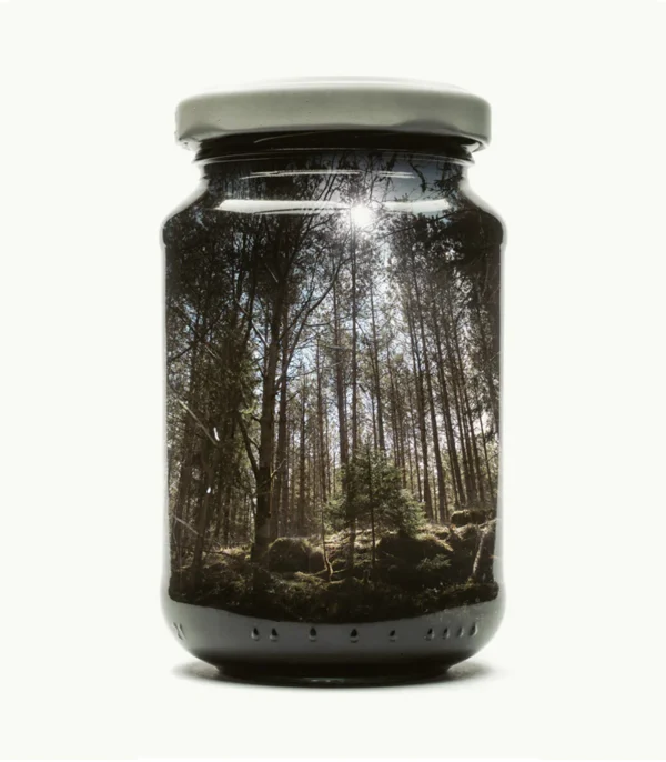 Jarred Pine Forest