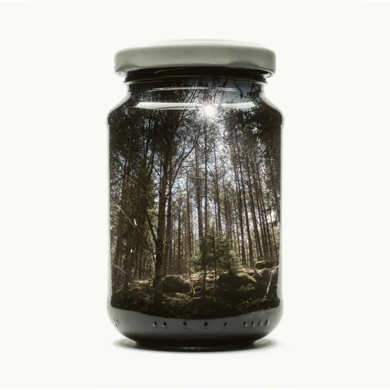 Jarred Pine Forest