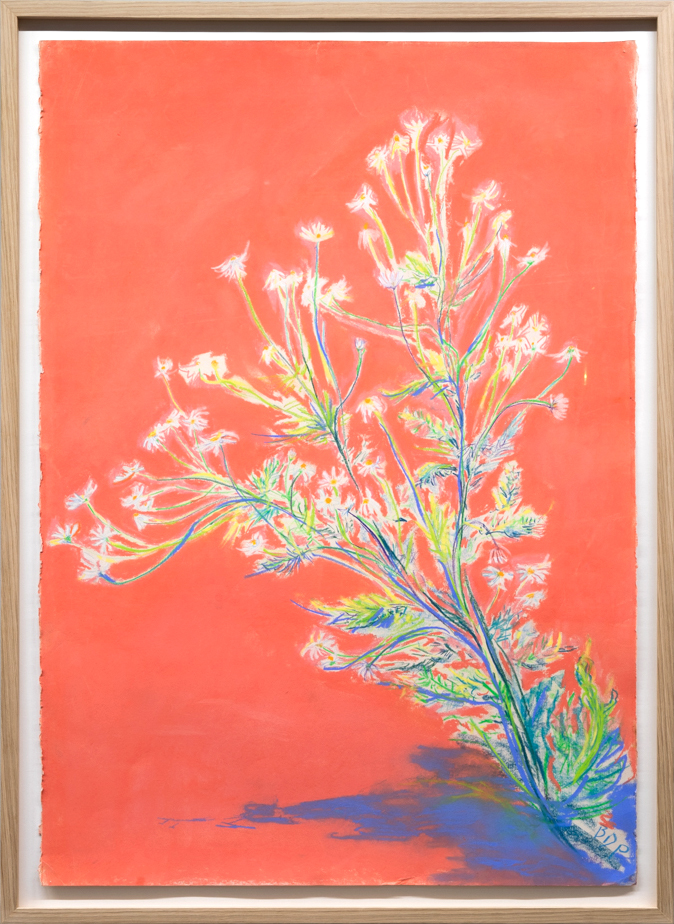 Bodil Drange - Senaugust, kamillaglød - 70x100 i ramme